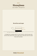 Honeybees diagram — Animal Guide from Holly's Homestead