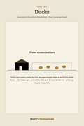 Ducks diagram — Animal Guide from Holly's Homestead