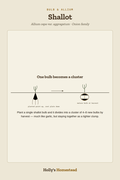 Shallot diagram — Grow Guide from Holly's Homestead