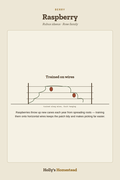 Raspberry diagram — Grow Guide from Holly's Homestead