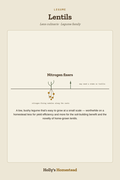 Lentils diagram — Grow Guide from Holly's Homestead