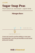 Sugar Snap Peas diagram — Grow Guide from Holly's Homestead