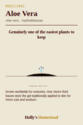 Aloe Vera diagram — Grow Guide from Holly's Homestead
