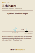 Echinacea diagram — Grow Guide from Holly's Homestead