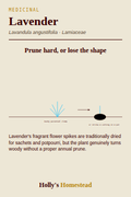 Lavender diagram — Grow Guide from Holly's Homestead