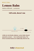 Lemon Balm diagram — Grow Guide from Holly's Homestead