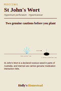 St John's Wort diagram — Grow Guide from Holly's Homestead