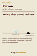 Yarrow diagram — Grow Guide from Holly's Homestead