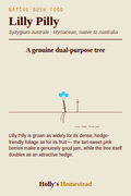 Lilly Pilly diagram — Grow Guide from Holly's Homestead