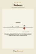 Beetroot diagram — Grow Guide from Holly's Homestead