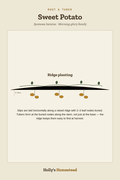Sweet Potato diagram — Grow Guide from Holly's Homestead