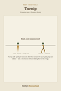 Turnip diagram — Grow Guide from Holly's Homestead