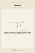 Banana diagram — Grow Guide from Holly's Homestead